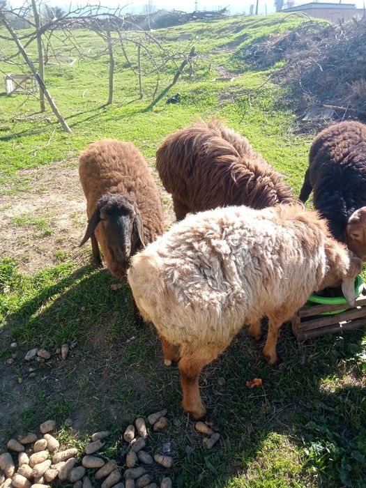 Ideal qoylar sotiladi