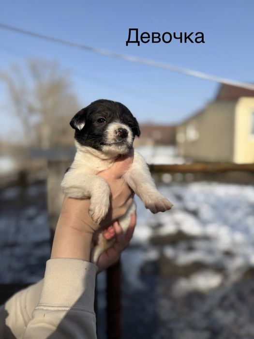 Отдам щенков в добрые руки