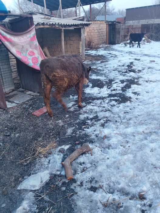 Телята на продажу