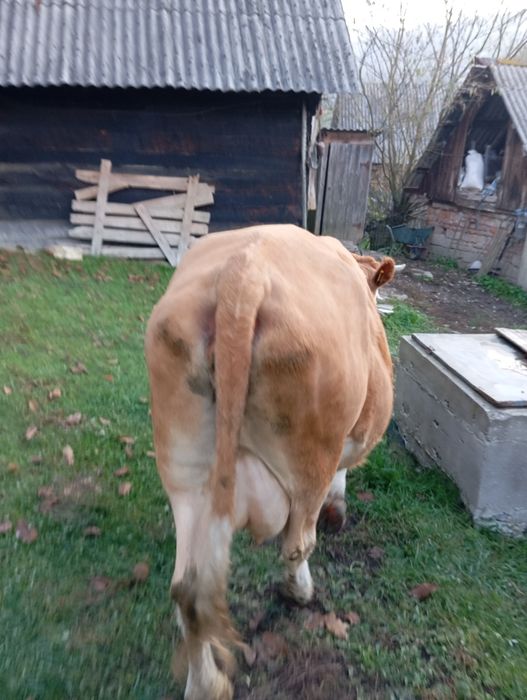 Vacă cu vițel de vânzare