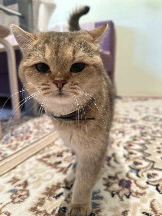 Золотая шиншилла