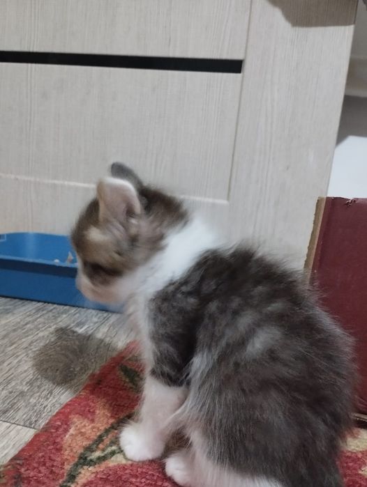 Котята ищют дом помогите приютить