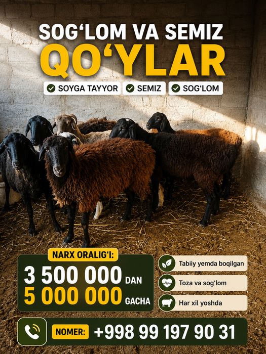 Sog’lom va semiz qo’ylar sotiladi