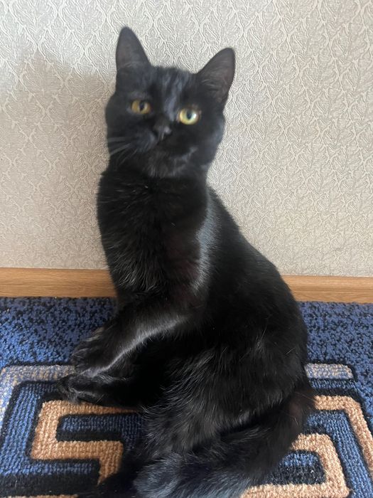 Отдам кошку Блэкки в добрые руки