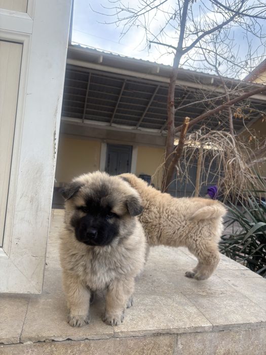 Продаются щенки здоровые