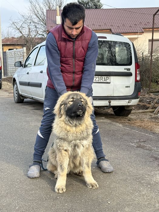 Femela ciobanesc caucazian