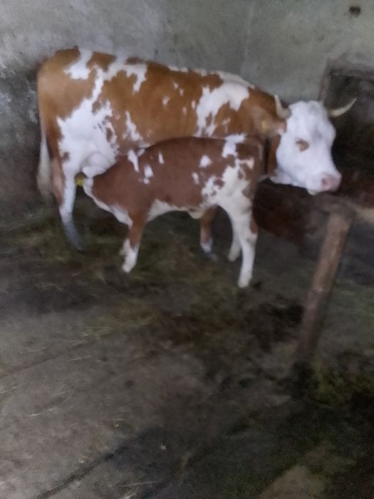 Vând o vițea bălțată românească