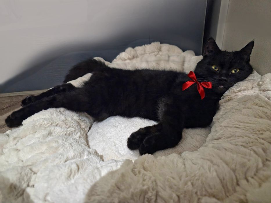 Очаровательный Тёма ищет дом!