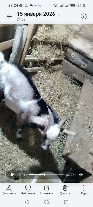 Продам альпо нубийского козла