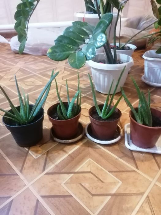 Доллоровое дерево растение