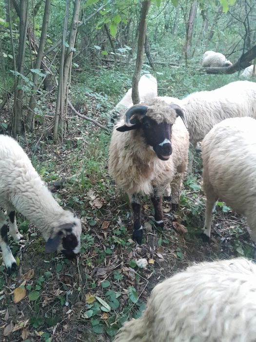 Vând un mior și 5 noatini