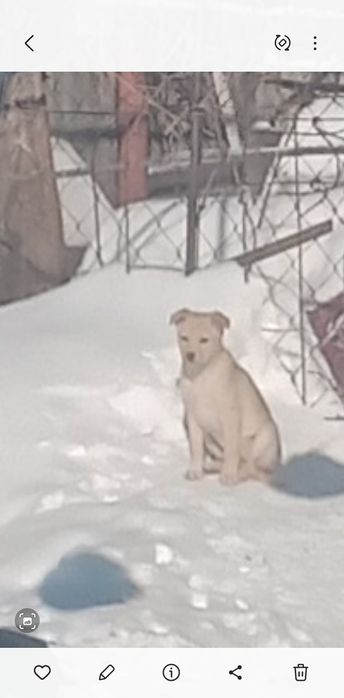 Подарю красивых щенков.