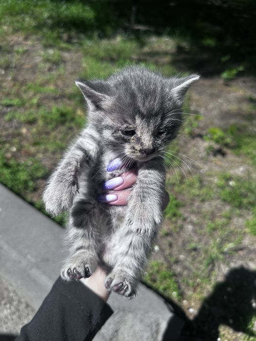 Котята примерно неделя