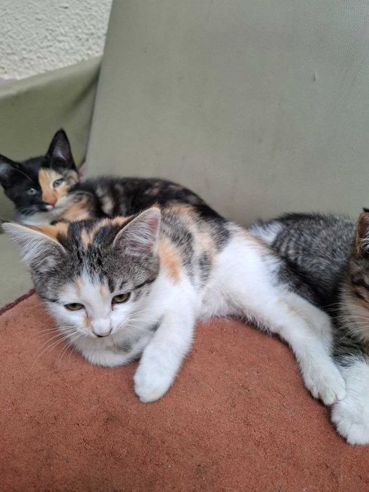 Котята приученные к лотку, отдам в добрые руки. Самарканд.