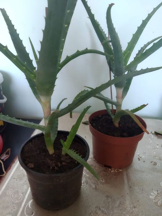 Продам женское счастье, джинура