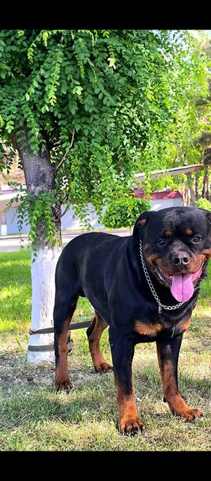 Вязка клубного ротвейлера