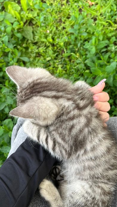 Отдам котят в добрые руки