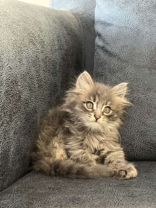 Котенок - 2 месяца