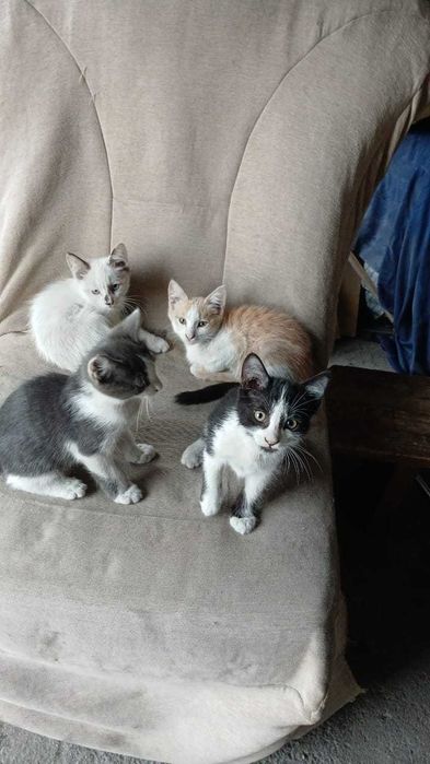 Отдам котят безоплатно