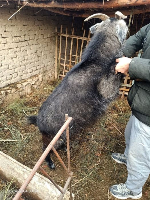 Семиз ешки сатылады
20кг.нан  зыят
Нөкис
(Нашар ешки)