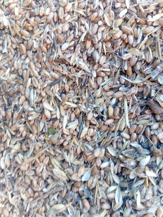 Продам зерноотходы пшеничные и чечевичные