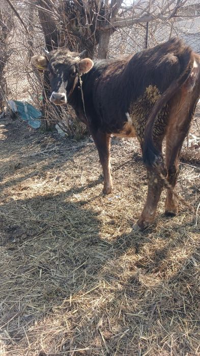 Продам   телку стельную