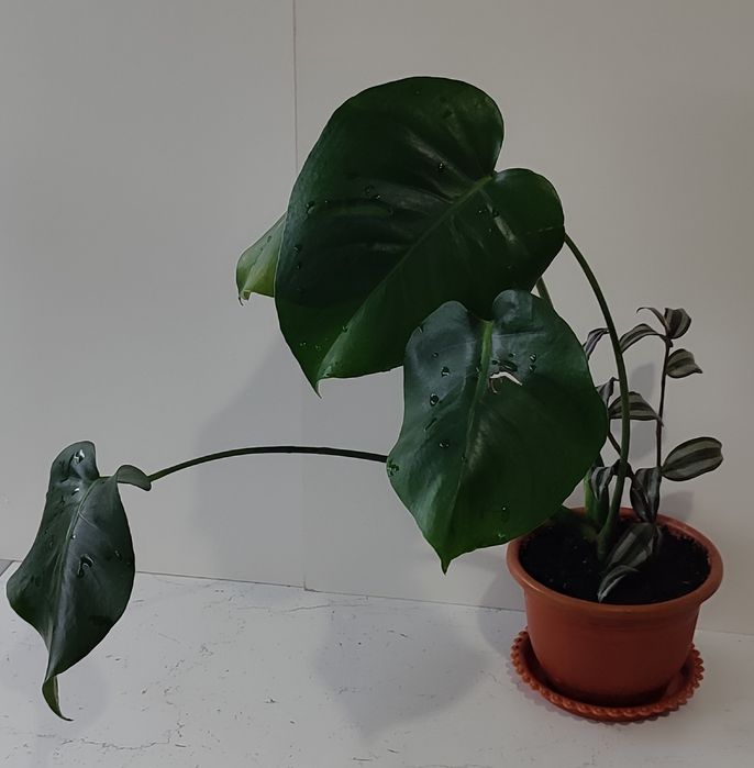 Монстера и алое-вера,сансевьерия