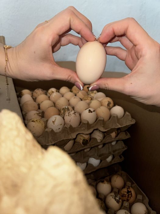 Инкубационный яйца бройлер Кобб