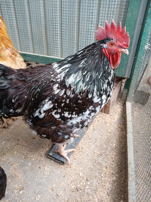 Sussex porțelan de vînzare