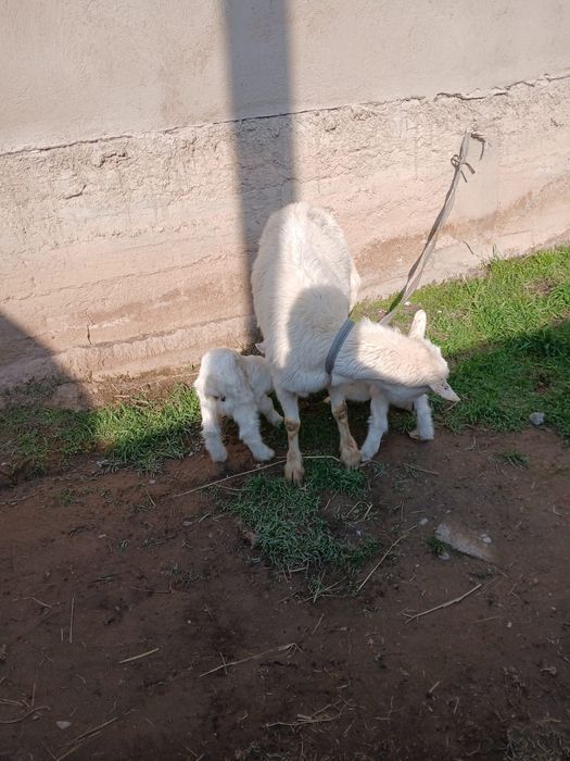 заненский  саунды ешкі сатылады