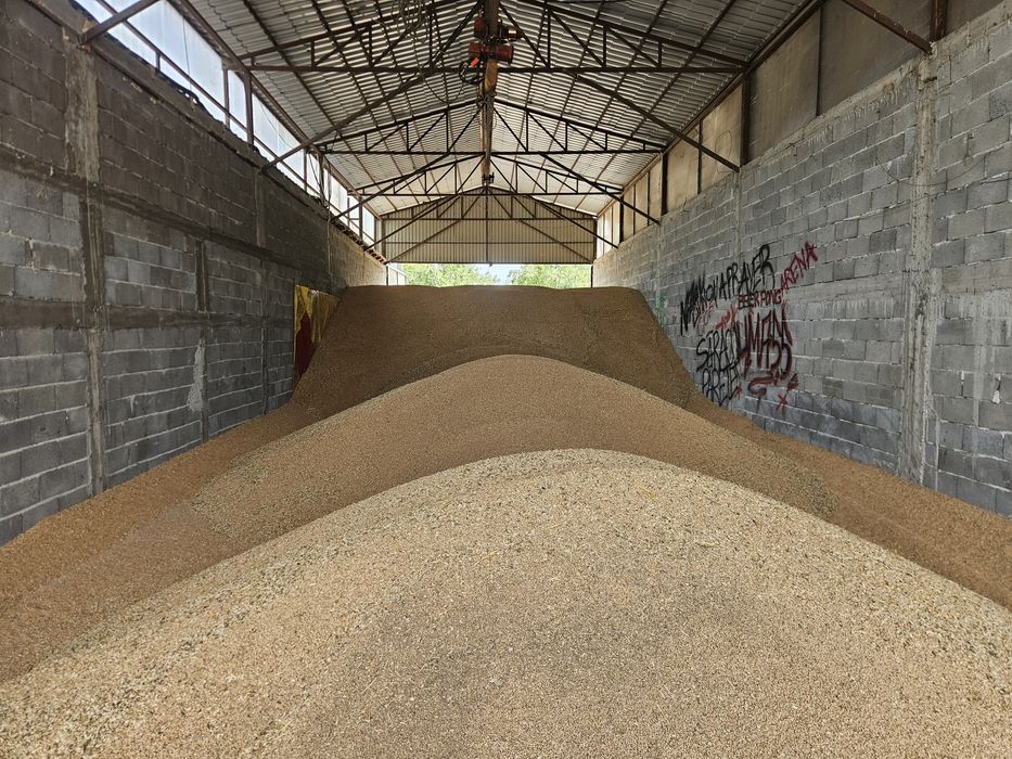 Grau C2 Anpurna,Rubisko,LG Asterion,Triticale,Mazare
