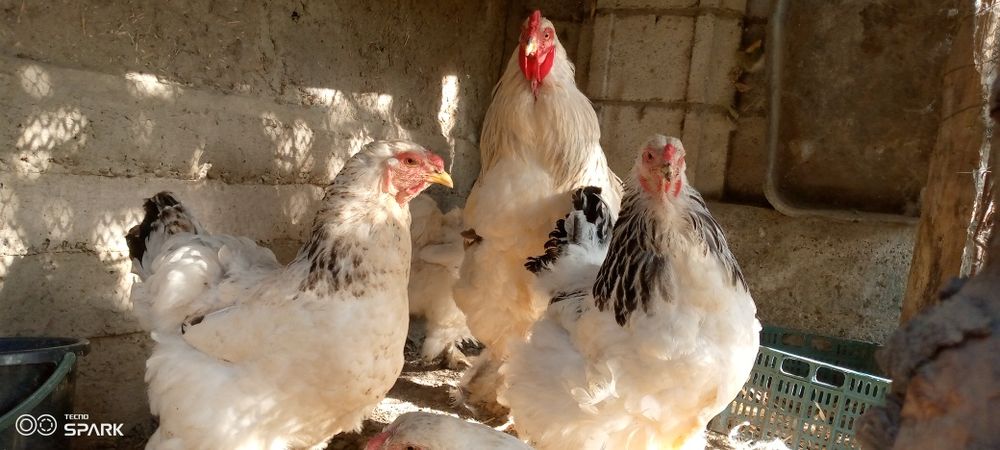 Brama tovuq va xoʻroz sotiladi