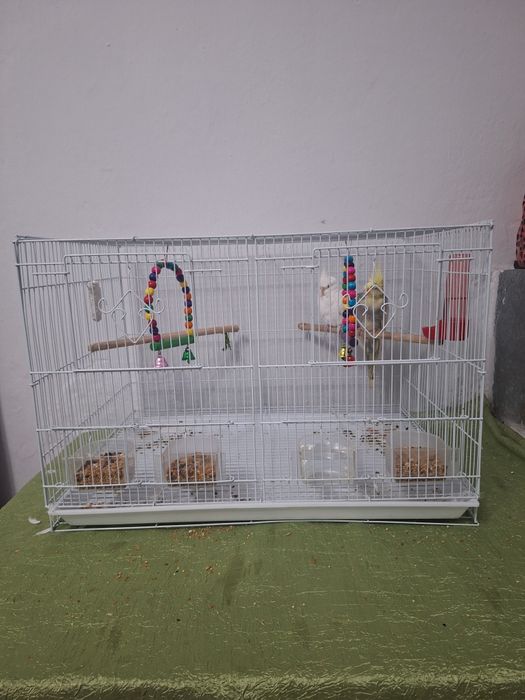 Попугай 2 Карелла + клетка