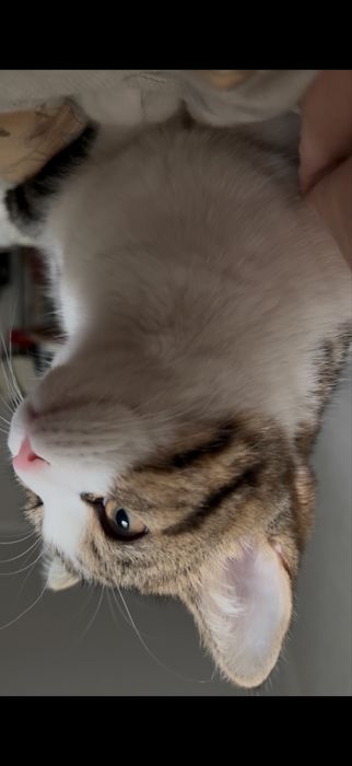 Отдам кошек в добрые руки