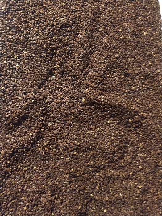 Vând semințe glădiță, salcâm și mojdrean