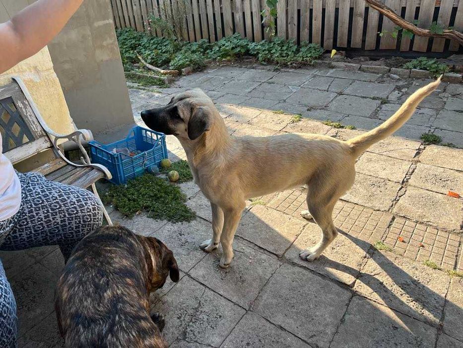 Подарявам младо женско куче