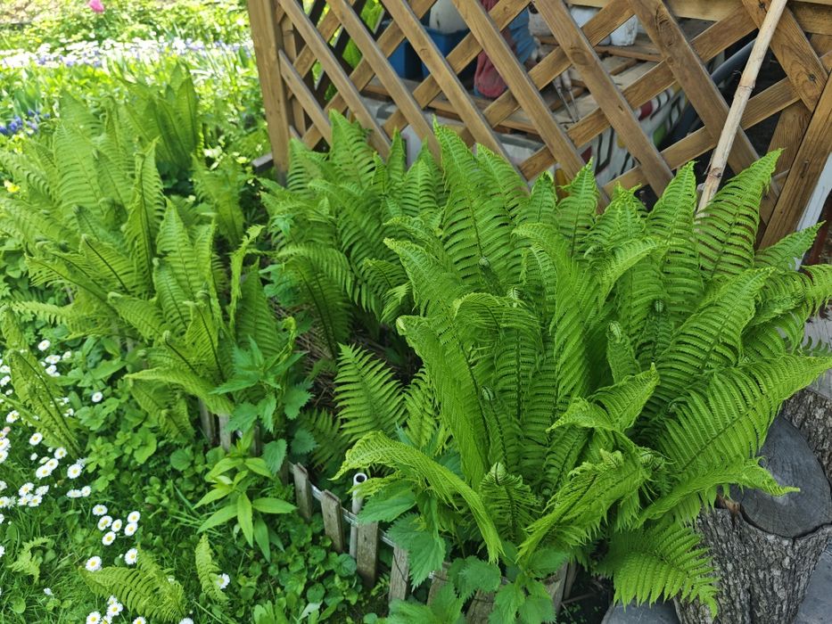 Папоротник для сада