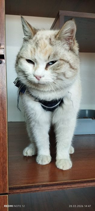 Две молоденькие, стерилизованные кошечки ищут дом