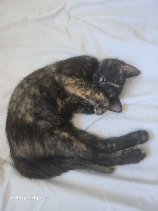Осиротели котенца