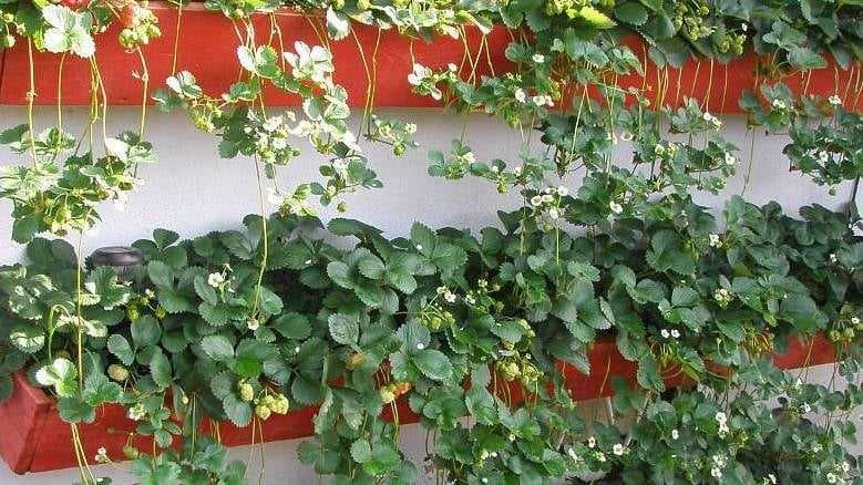 Разсад Ягода  -  Ягоди Налични  25 сорта