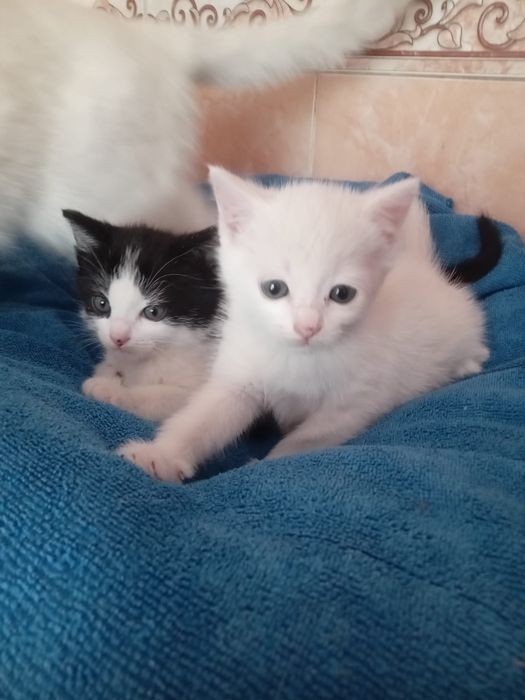 Отдам котят в добрые руки