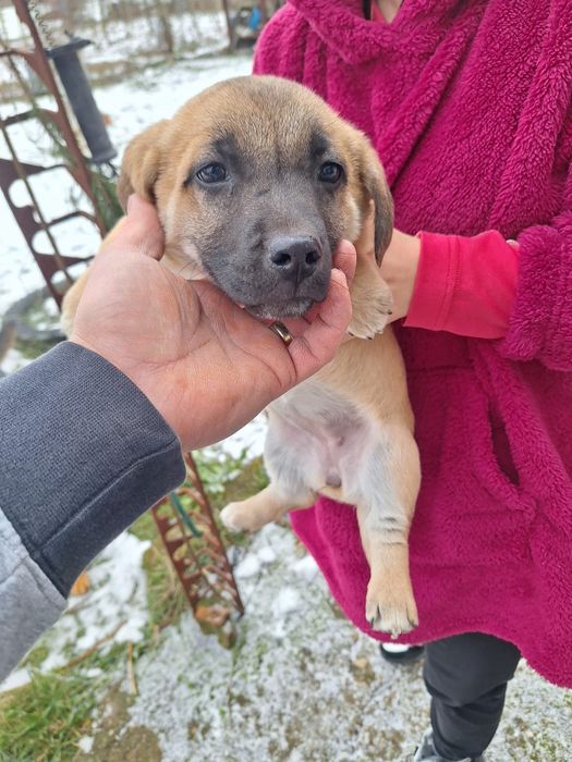 Donez cățeluși, vârstă 2 luni jumate