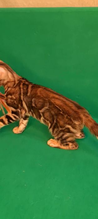 Чистокровные бенгалы