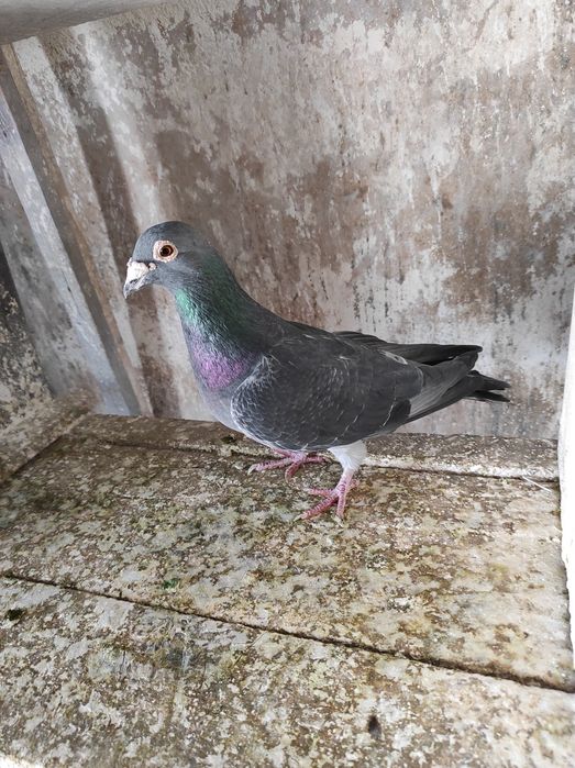 Porumbei voiajori - multipli campioni, cu expoziții.