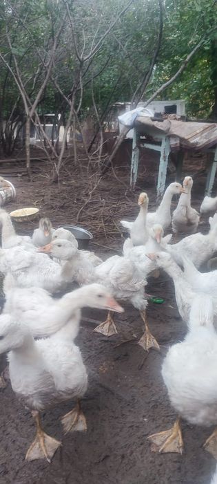 Продам хороших гусей