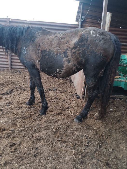 Продам кобылу жеребую