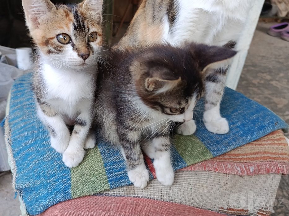 Котенок пристраивается.