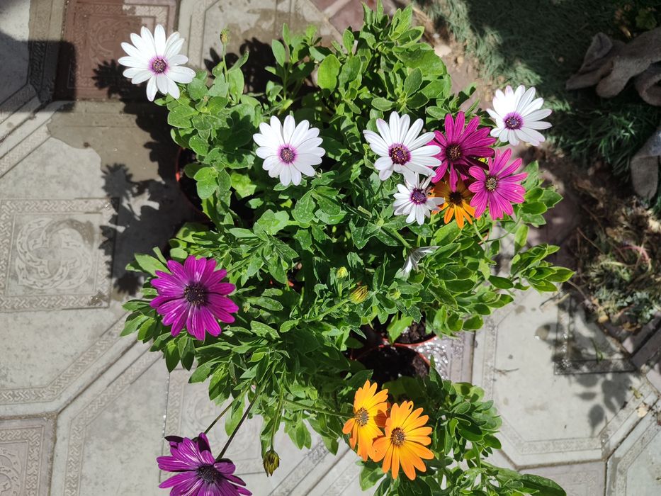 Цветы для офиса и дома