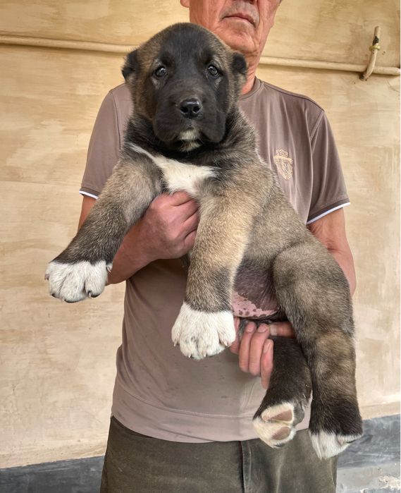 Щенок Турецкого Кангала ( Чистокровный )