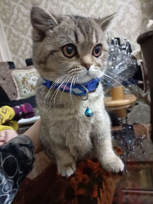 Britanskiy shinshilla narxi kelishamiz